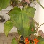 Maurandya barclayana Hoja