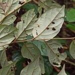 Diospyros onanae List