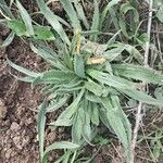 Plantago serraria Foglia