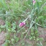Allium longisepalum Altul/Alta