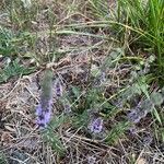 Mentha pulegiumFlors