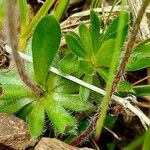 Androsace chamaejasme Leaf