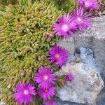 Delosperma sutherlandii Lorea