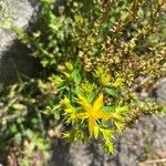 Hypericum tetrapterumBlomma