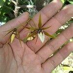 Prosthechea pastoris Flower