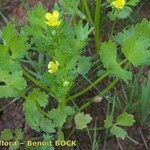 Ranunculus trilobus Habit