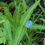 Commelina ensifolia 花