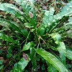 Asplenium scolopendrium Liść