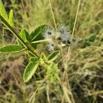 Hibiscus aponeurus Fruto