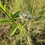 Hibiscus aponeurus Fruit