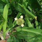 Hedychium coronarium Flower