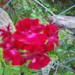 Pelargonium spp. Fleur