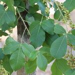 Searsia longipes Leaf