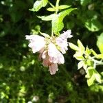 Cedronella canariensis Flower