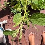 Amaranthus blitumপাতা