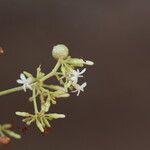 Diplorhynchus condylocarpon Blüte