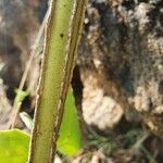 Cissus rotundifolia Bark