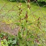 Cephalanthera damasonium 整株植物