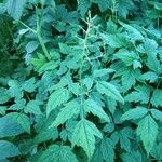 Actaea rubra Blatt