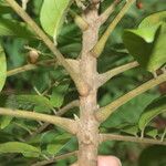 Mosquitoxylum jamaicense 樹皮