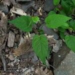 Eurybia divaricata Leaf