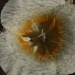 Calochortus subalpinus 花