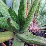 Gasteria excelsa Hostoa