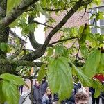 Parrotia subaequalis Hoja