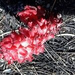 Sarcodes sanguinea Flower