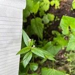 Epilobium roseum Lehti