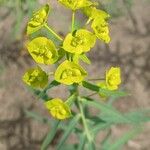 Euphorbia esula Flor