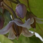 Cyphomandra betacea 花