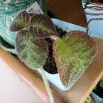 Episcia cupreataLiść