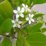 Lumnitzera racemosa Flower