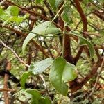 Oxera oreophila ഇല