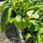 Physalis philadelphica Fruit