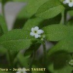 Myosotis speluncicola Flower