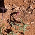 Oenothera pallida Hoja