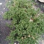 Polycarpon tetraphyllum Elinympäristö