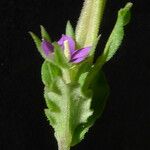 Legousia hybrida Flower