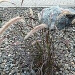 Pennisetum setaceum Habit