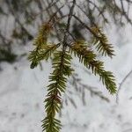 Picea mariana Blatt