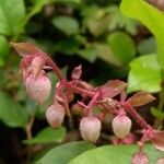 Gaultheria shallon Flor