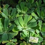 Pistia stratiotes Habit