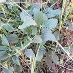 Viola purpurea Leaf