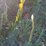 Genista sagittalis Flor