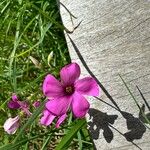 Oxalis articulata Flower