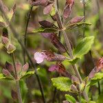 Teucrium divaricatum Fleur