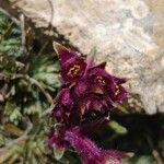 Saxifraga media Flower