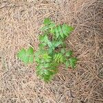 Sorbus americana Habitus